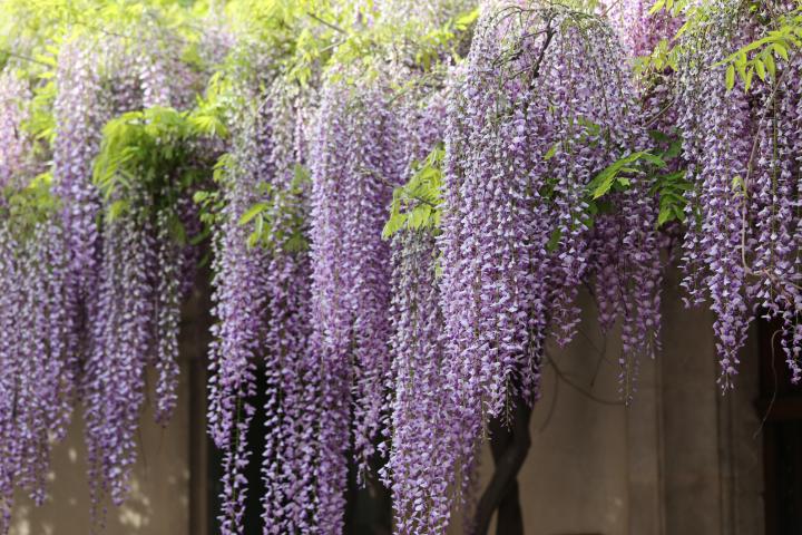 Wisteria sinensis