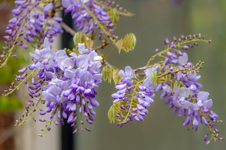 Wisteria sinensis 'Prolific'
