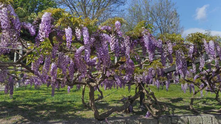 Wisteria sinensis 'Prolific'
