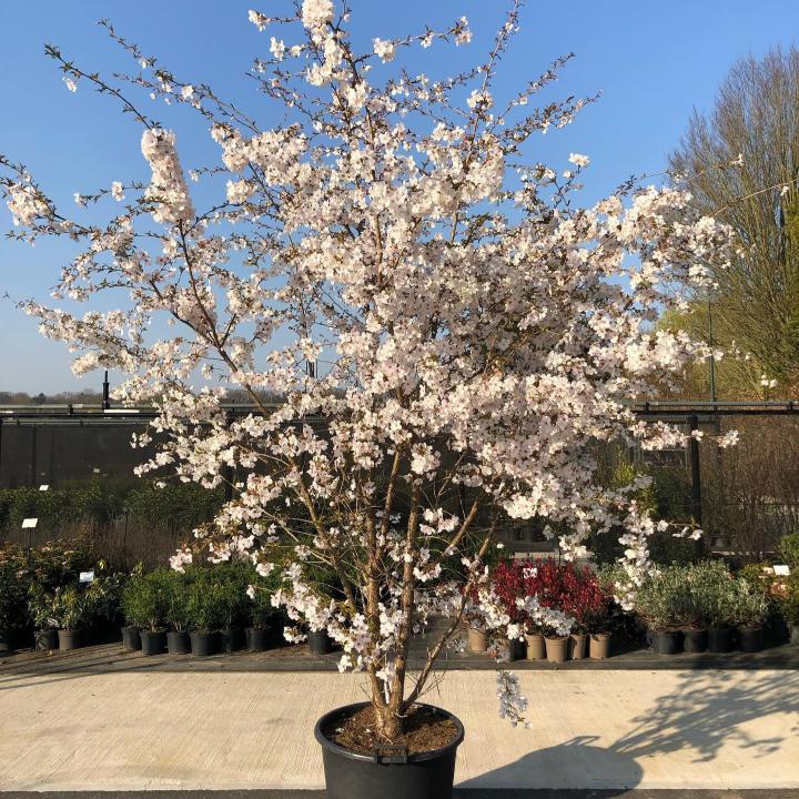 Prunus sub. The Bride