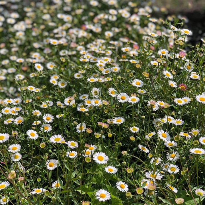 Erigeron