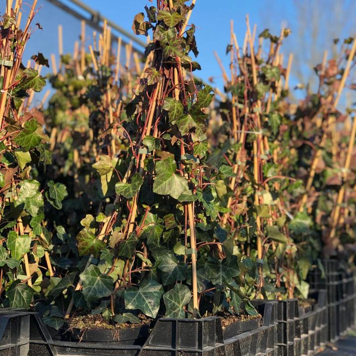 Hedera Helix Hibernica