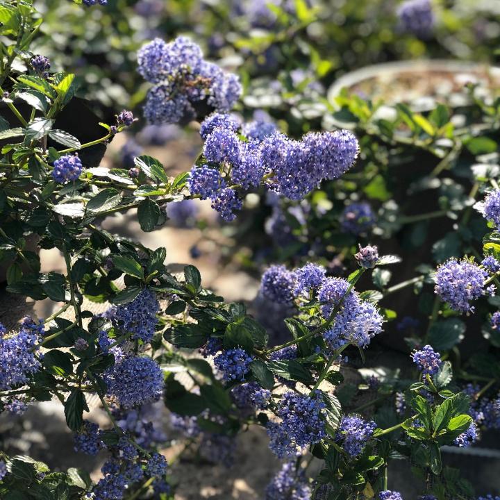 CEANOTHUS THYRS. REPENS