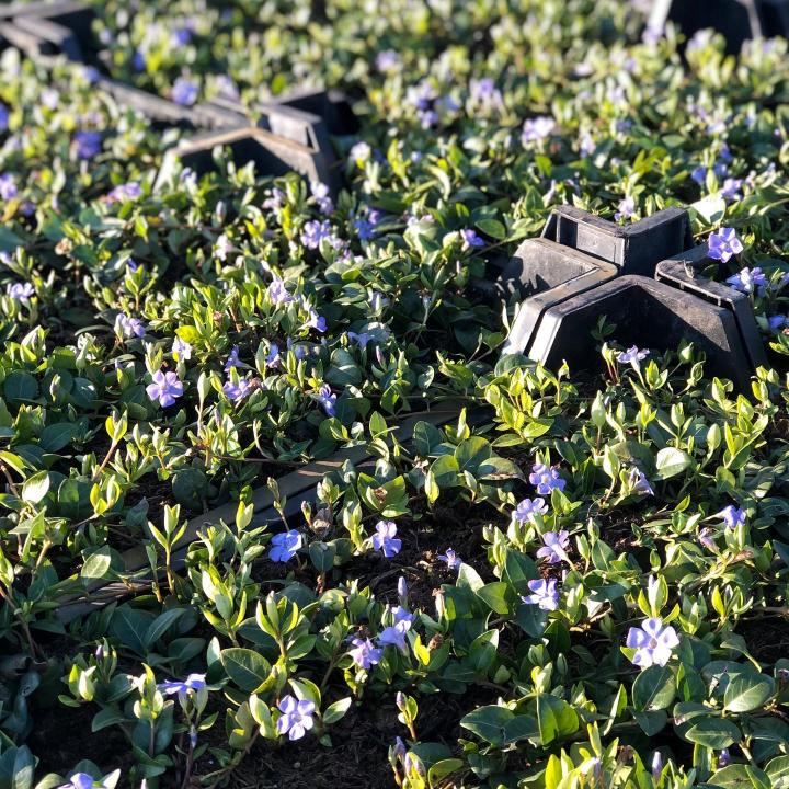 Vinca minor