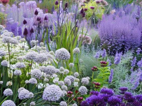 Vaste planten border