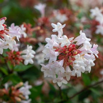 Abelia grandiflora