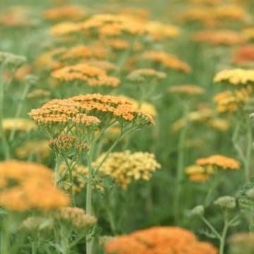 Achillea 'Terracotta'