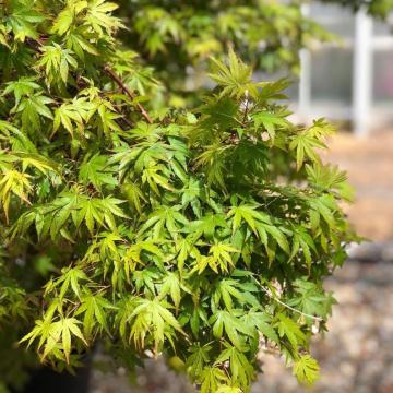 Acer palmatum
