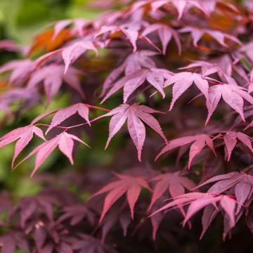 Acer palm. 'Atropurpureum'