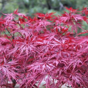 Acer palm. 'Garnet'