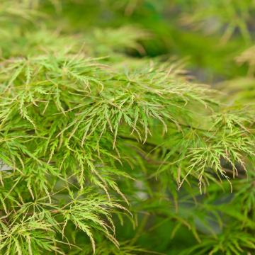 Acer palm. 'Dissectum'