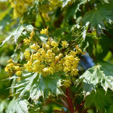 Acer plat. 'Globosum'
