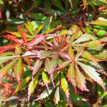 Acer palm. 'Jerre schwartz'