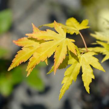 Acer palm. 'Orange dream'