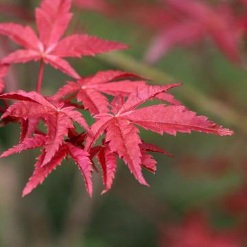 Acer palm. 'Osakazuki'
