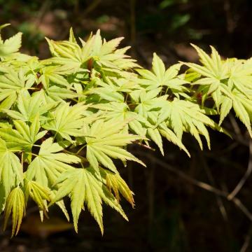 Acer palm. 'Sangokaku'