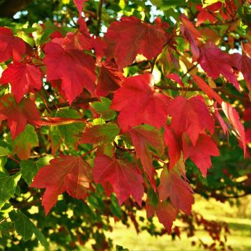 Acer rubrum 'October Glory''