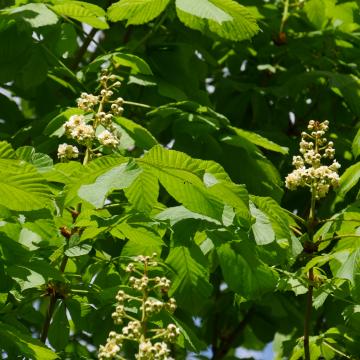 Aesculus hippocastanum 'Baumannii’ 