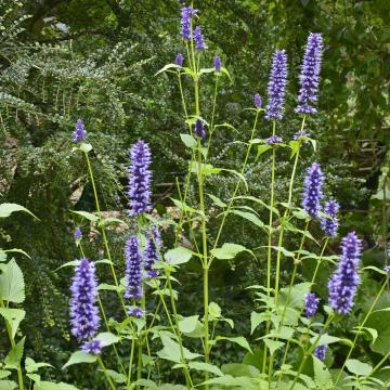 Agastache foen. 'Black Adder'