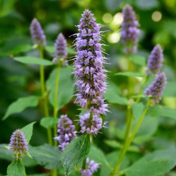 Agastache foen. 'Blue fortune'