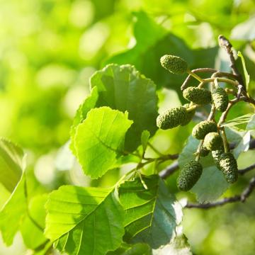 Alnus glutinosa