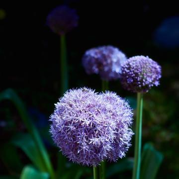 Allium 'Globemaster'