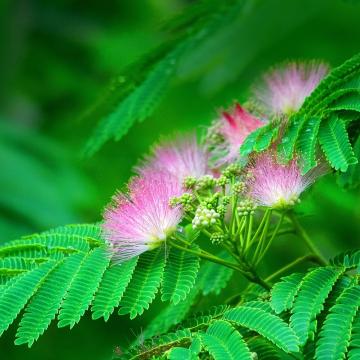 Albizia Julibrissin