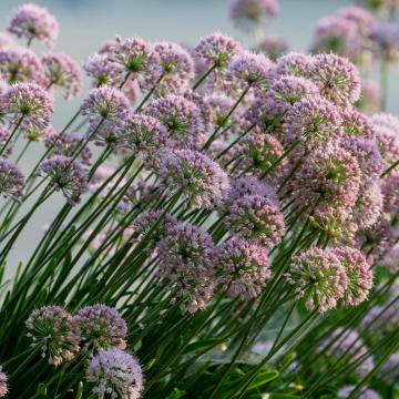 Allium 'millenium'