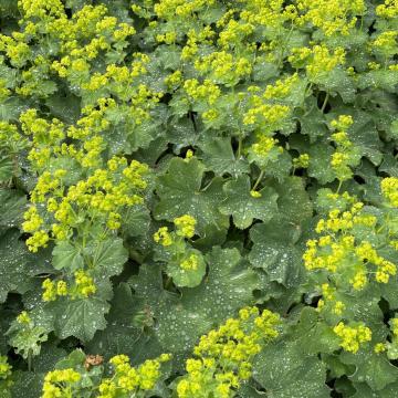 Alchemilla mollis