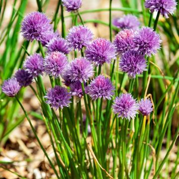 Allium schoenoprasum