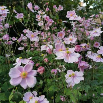 Anemone hybr. 'Koningin Charlotte'