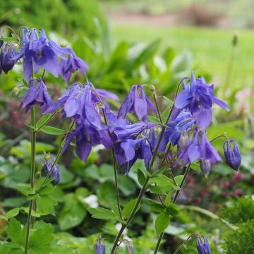 Aquilegia vulgaris