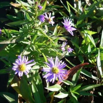 Aster (D) 'Prof. Anton Kippenberg'