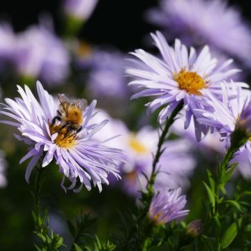 Aster ageratoides 'Asran'