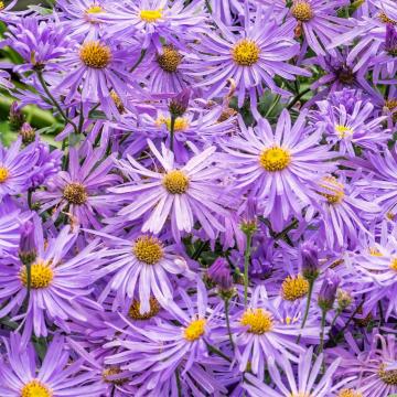 Aster frik. 'Monch'