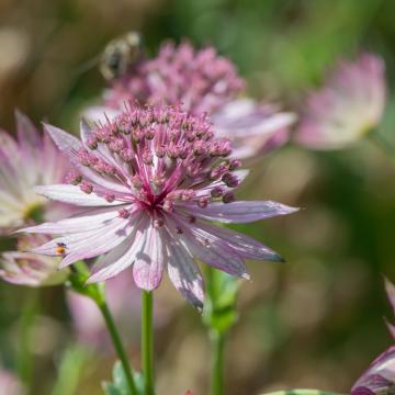 Astrantia major