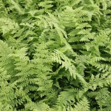 Athyrium filix-femina