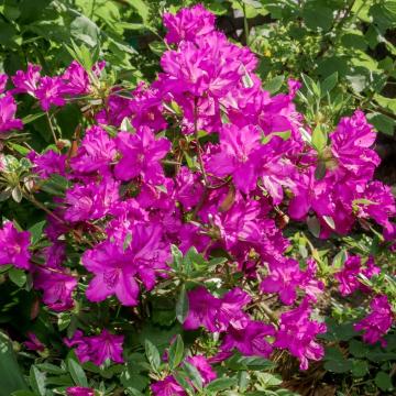 Azalea (J) 'Blaue Donau'