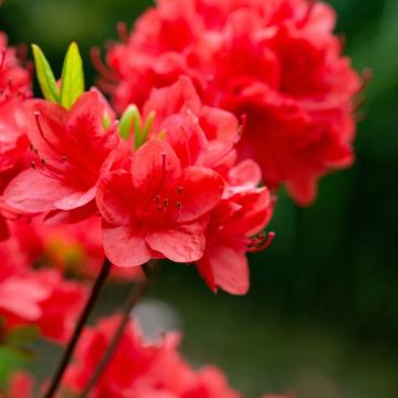 Azalea (J) 'Florida'