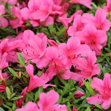 Azalea (J) 'Madame van Hecke'