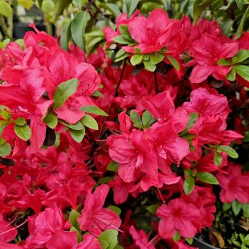 Azalea (J) 'Moederdag'