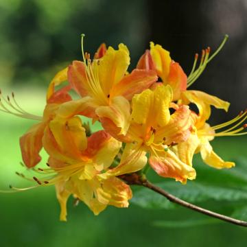 Azalea mollis in soorten
