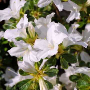 Azalea (J) 'Palestrina'