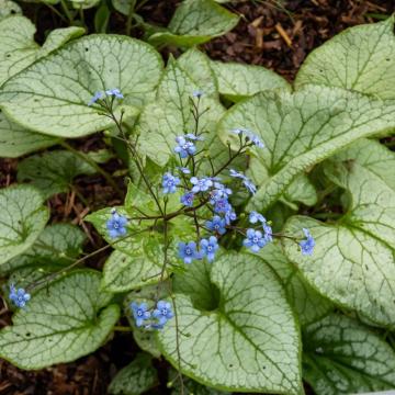 Brunnera macrophylla  'Jack Frost'