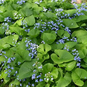 Brunnera macrophylla