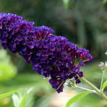Buddleja dav. 'Black Knight'
