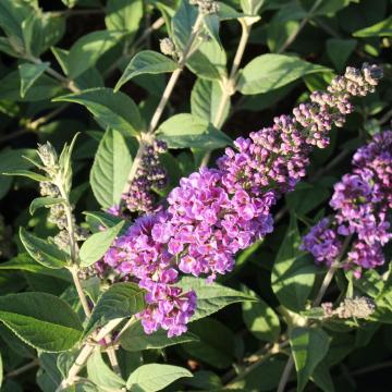 Buddleja dav. 'Blue chip'®