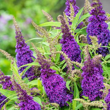 Buddleja dav. 'Butterfly Candy Purple'®