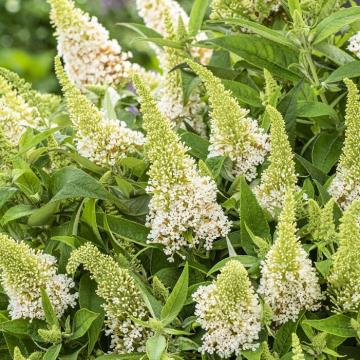 Buddleja dav. 'Butterfly Candy White'®