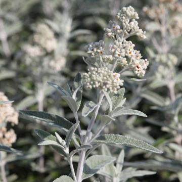 Buddleja 'Silver anniversary'®